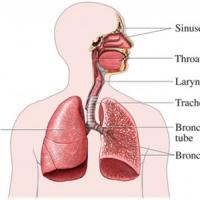 Remedios homeopáticos para la bronquitis