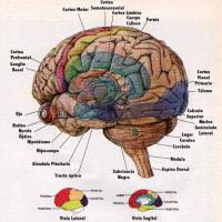 El cerebro y el infarto