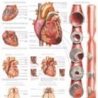 Cómo evitar los riesgos de ataques al corazón o enfermedades coronarias