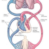Las varices y el sistema circulatorio