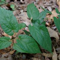 Plantas aritoloquiáceas - Serpentaria de Virginia
