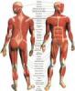 Síntomas de la distonía muscular