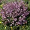 Plantas medicinales para herpes - Salvia