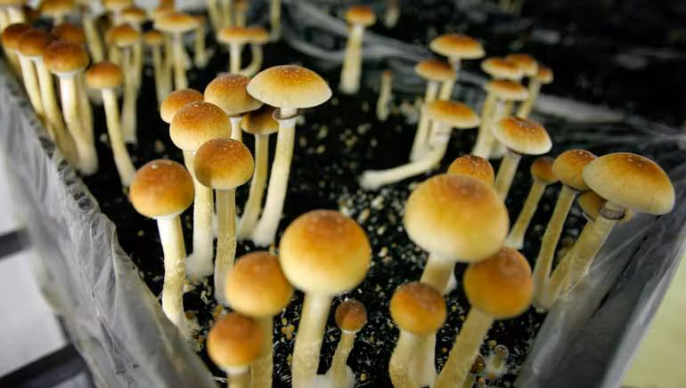 La microdosis de algunos hongos podrían ayudar a elevar el estado de ánimo