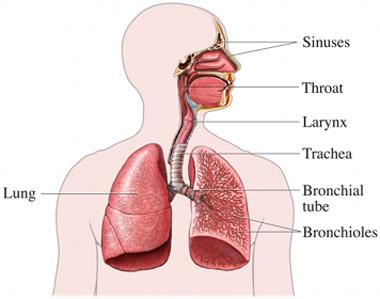 Medicina natural para el asma