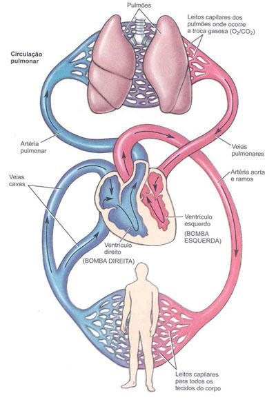 Las varices y el sistema circulatorio