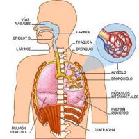 Funciones del aparato respiratorio