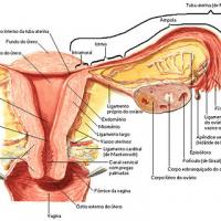 Consejos para los quistes en los ovarios