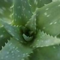 Aloe Vera - Beneficios