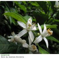 Plantas medicinales para dormir - Flor de azahar