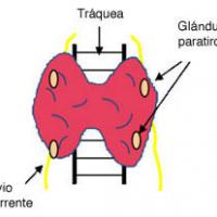 Glándulas paratiroides