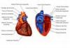Enfermedades del corazón - Medicina natural