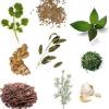 Medicina natural con plantas para la escabiosis y escarlatina